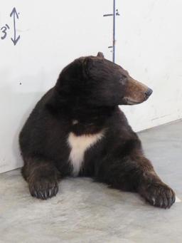 Nice 1/2 Body Black Bear TAXIDERMY