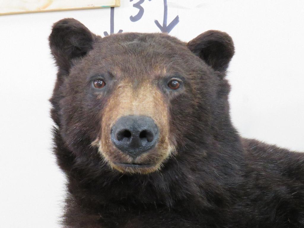 Nice 1/2 Body Black Bear TAXIDERMY