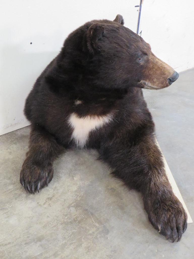 Nice 1/2 Body Black Bear TAXIDERMY