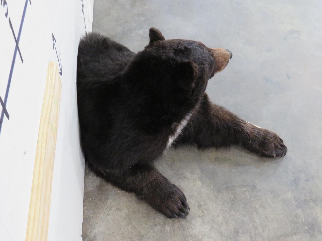 Nice 1/2 Body Black Bear TAXIDERMY