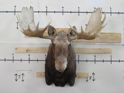 Really Nice Moose Sh Mt 50 1/4" Spread TAXIDERMY