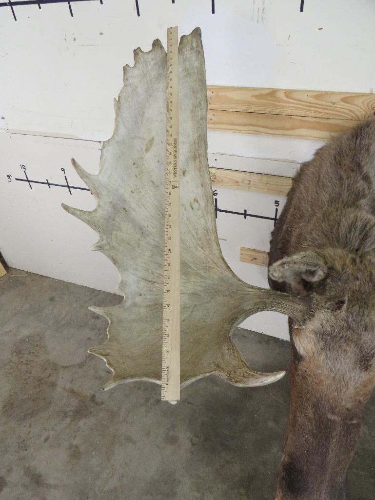 Really Nice Moose Sh Mt 50 1/4" Spread TAXIDERMY