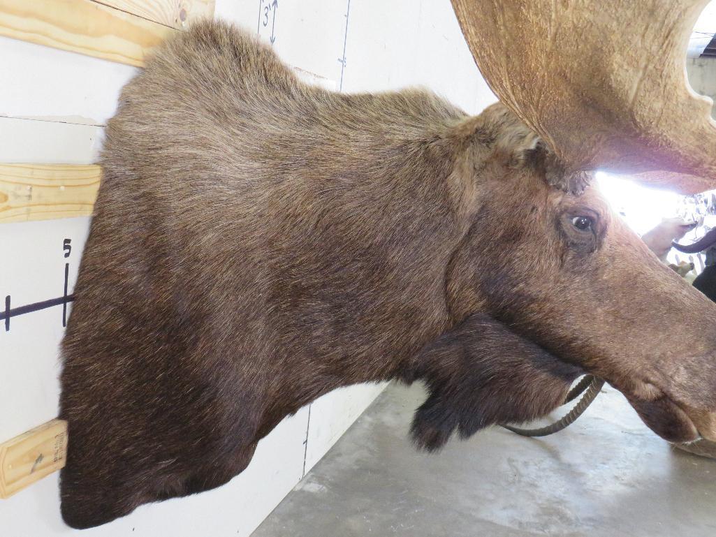 Really Nice Moose Sh Mt 50 1/4" Spread TAXIDERMY