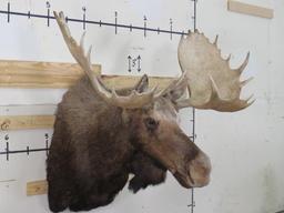 Really Nice Moose Sh Mt 50 1/4" Spread TAXIDERMY