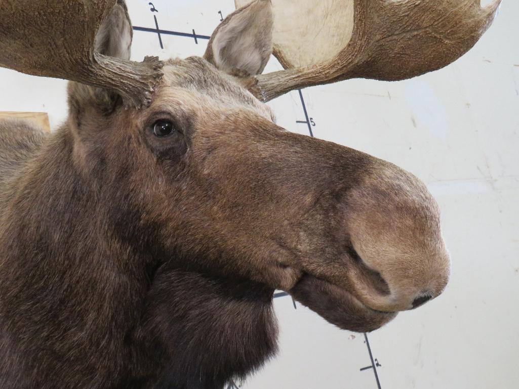 Really Nice Moose Sh Mt 50 1/4" Spread TAXIDERMY