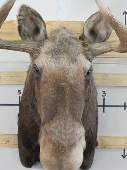 Really Nice Moose Sh Mt 50 1/4" Spread TAXIDERMY