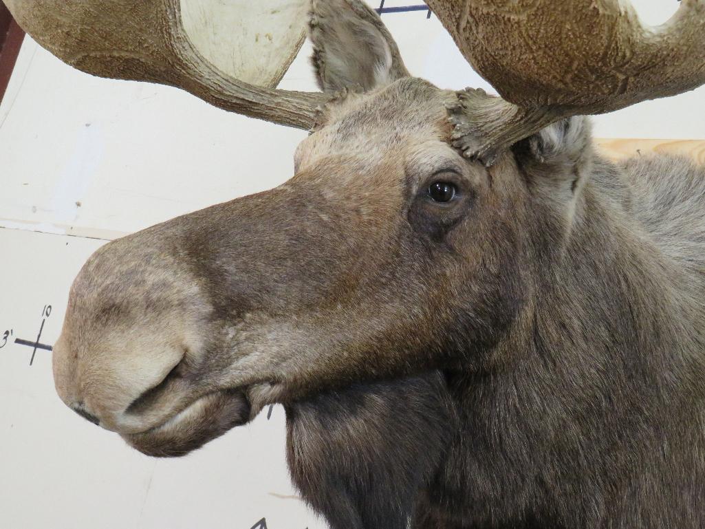 Really Nice Moose Sh Mt 50 1/4" Spread TAXIDERMY