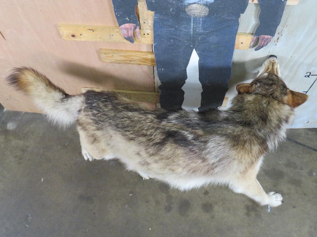 Very Nice Lifesize Snarling Wolf on Bolts TAXIDERMY