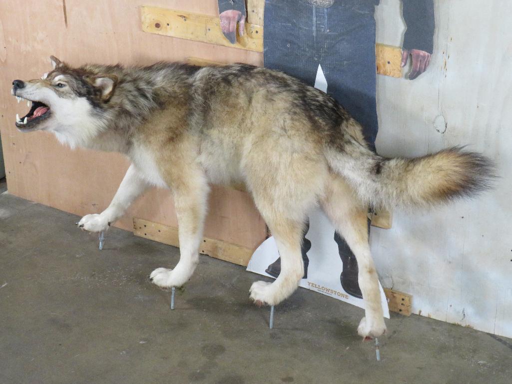 Very Nice Lifesize Snarling Wolf on Bolts TAXIDERMY