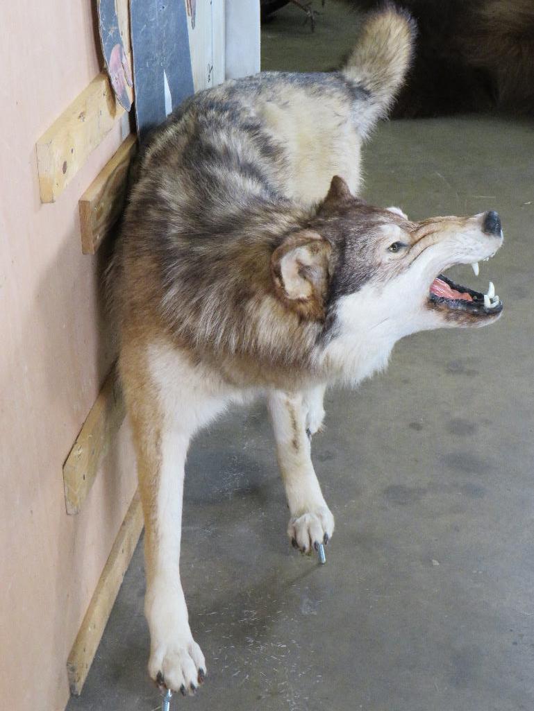 Very Nice Lifesize Snarling Wolf on Bolts TAXIDERMY