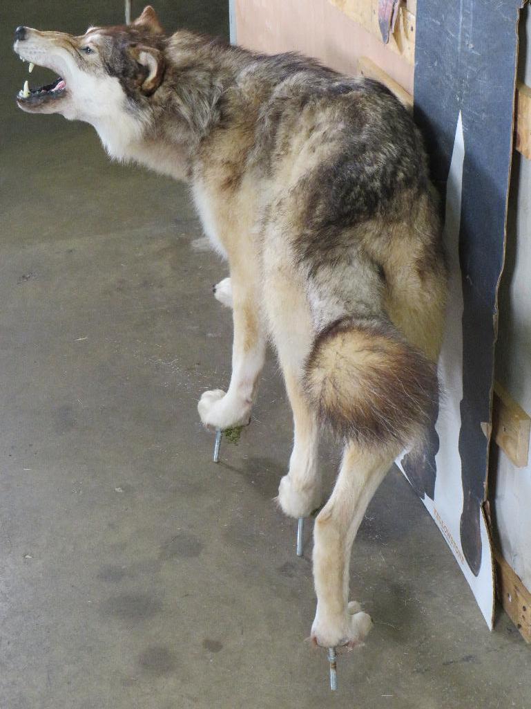 Very Nice Lifesize Snarling Wolf on Bolts TAXIDERMY