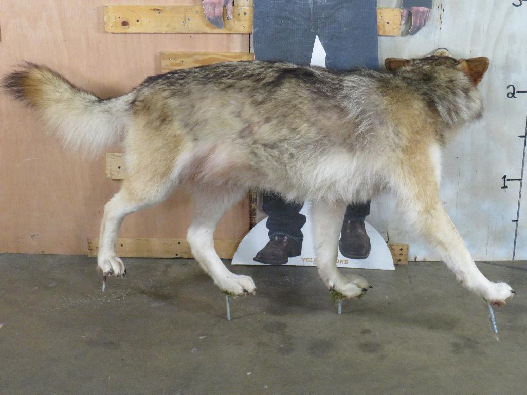 Very Nice Lifesize Snarling Wolf on Bolts TAXIDERMY