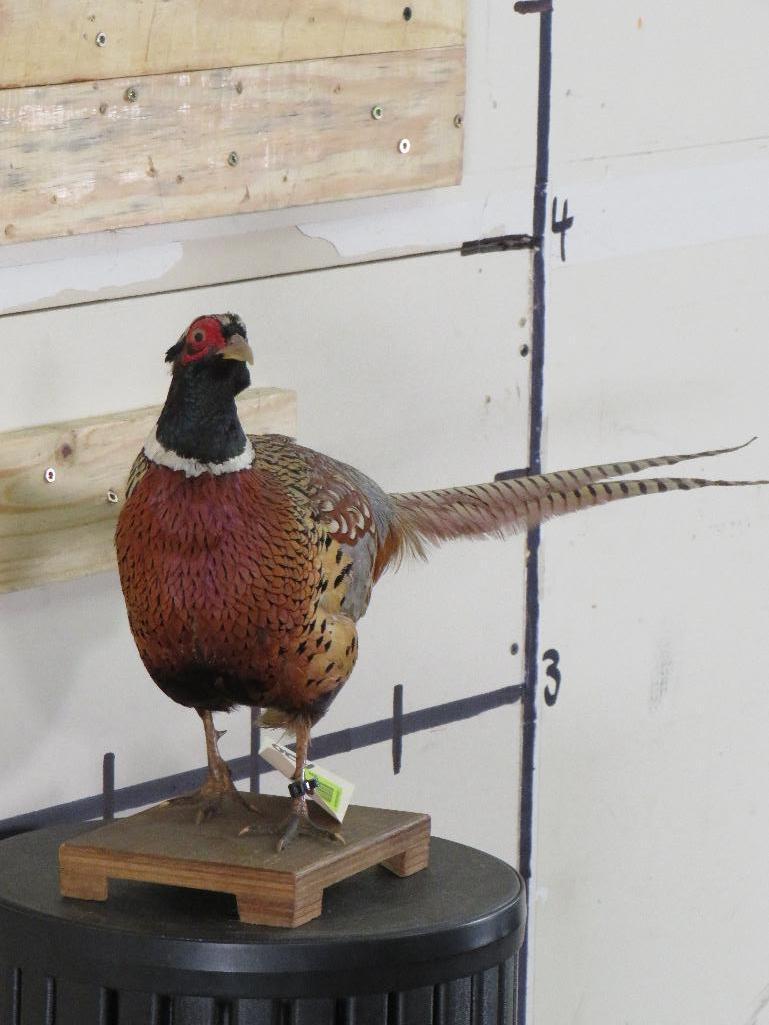 Lifesize Pheasant on Base TAXIDERMY