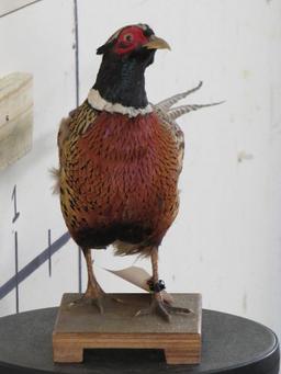 Lifesize Pheasant on Base TAXIDERMY