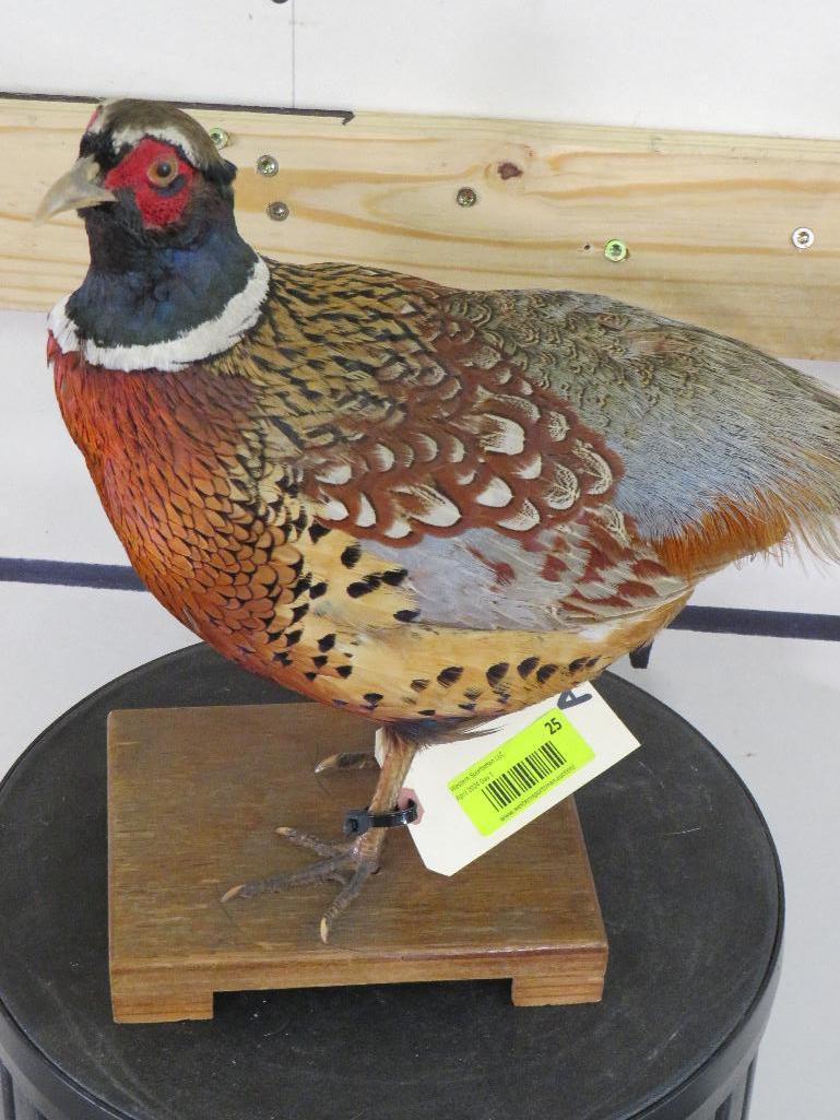 Lifesize Pheasant on Base TAXIDERMY