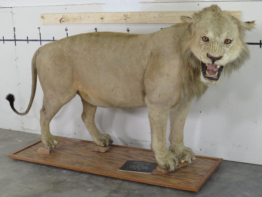 Vintage Lifesize African Lion on Base, Taken in 1969 *TX RES ONLY* TAXIDERMY