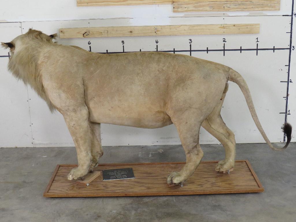 Vintage Lifesize African Lion on Base, Taken in 1969 *TX RES ONLY* TAXIDERMY