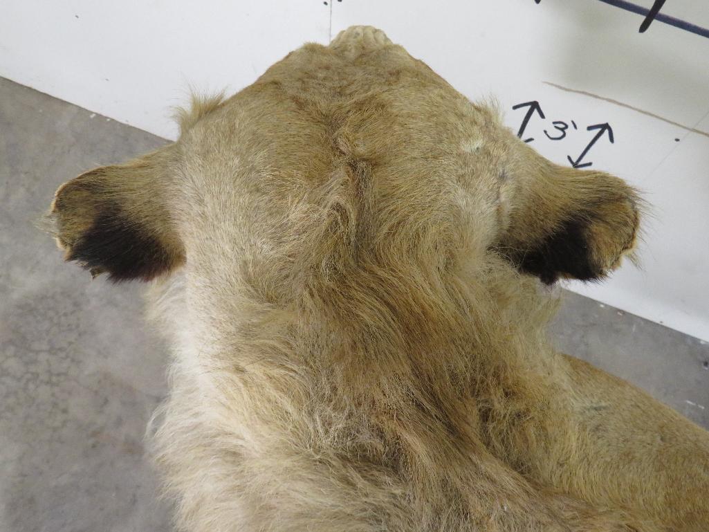 Vintage Lifesize African Lion on Base, Taken in 1969 *TX RES ONLY* TAXIDERMY