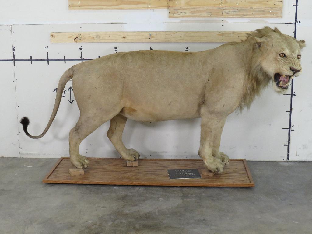 Vintage Lifesize African Lion on Base, Taken in 1969 *TX RES ONLY* TAXIDERMY