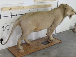 Vintage Lifesize African Lion on Base, Taken in 1969 *TX RES ONLY* TAXIDERMY