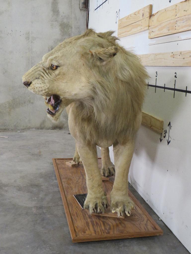 Vintage Lifesize African Lion on Base, Taken in 1969 *TX RES ONLY* TAXIDERMY