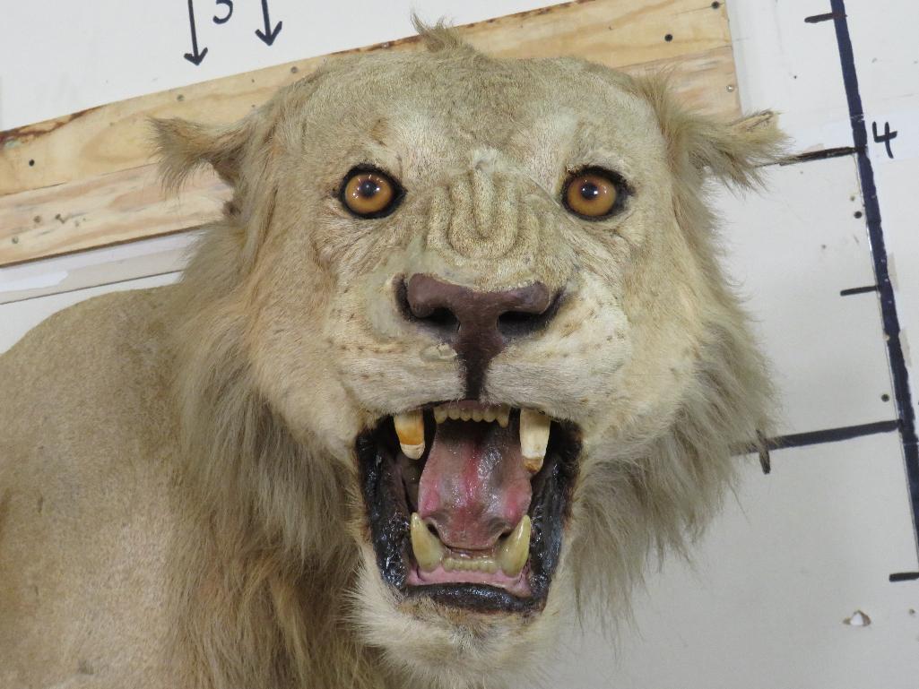 Vintage Lifesize African Lion on Base, Taken in 1969 *TX RES ONLY* TAXIDERMY