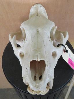 Lion Skull *TX RESIDENTS ONLY* 15 1/8"Lx9.5"W TAXIDERMY