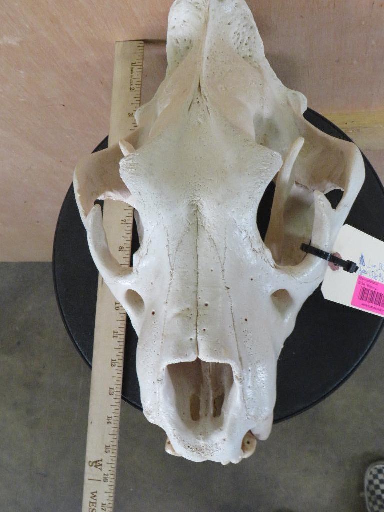 Lion Skull *TX RESIDENTS ONLY* 15 1/8"Lx9.5"W TAXIDERMY