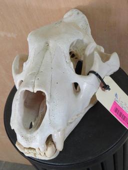 Lion Skull *TX RESIDENTS ONLY* 15 1/8"Lx9.5"W TAXIDERMY