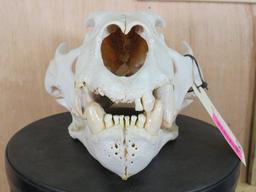 Lion Skull *TX RESIDENTS ONLY* 15 1/8"Lx9.5"W TAXIDERMY