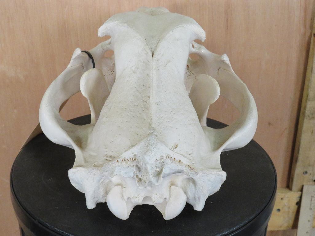 Lion Skull *TX RESIDENTS ONLY* 15 1/8"Lx9.5"W TAXIDERMY