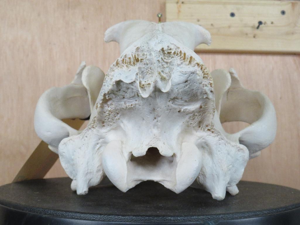 Lion Skull *TX RESIDENTS ONLY* 15 1/8"Lx9.5"W TAXIDERMY