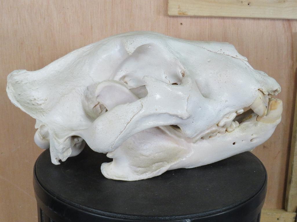 Lion Skull *TX RESIDENTS ONLY* 15 1/8"Lx9.5"W TAXIDERMY