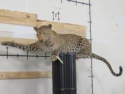 Lifesize Laying Leopard *TX RES ONLY* TAXIDERMY