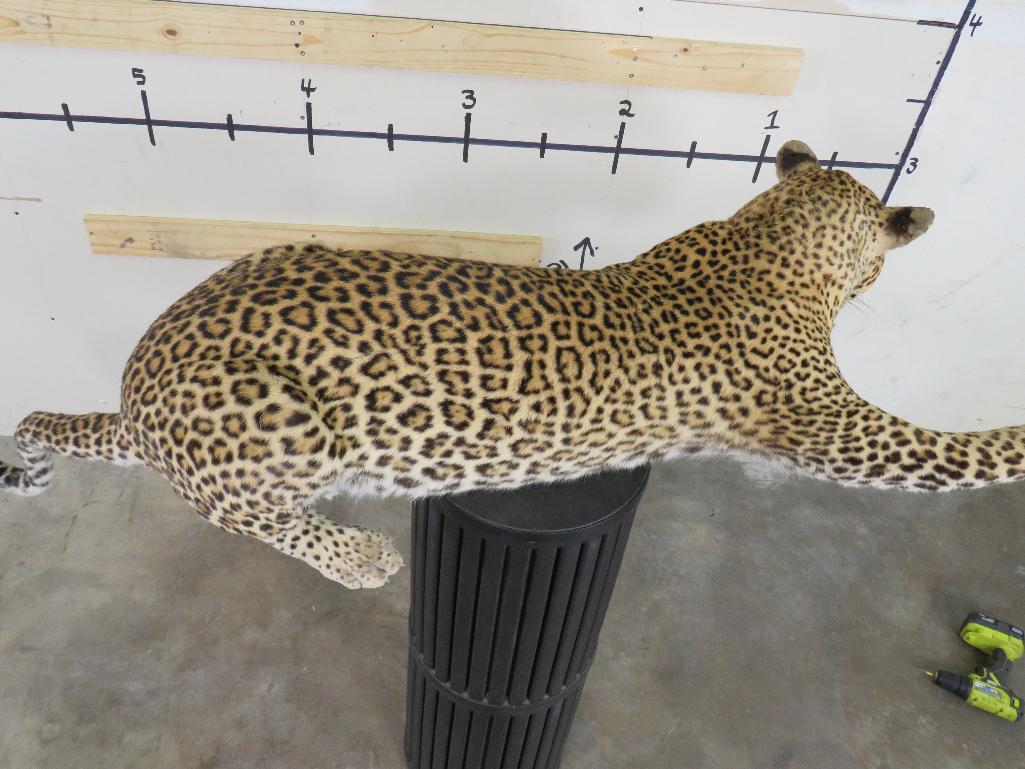 Lifesize Laying Leopard *TX RES ONLY* TAXIDERMY