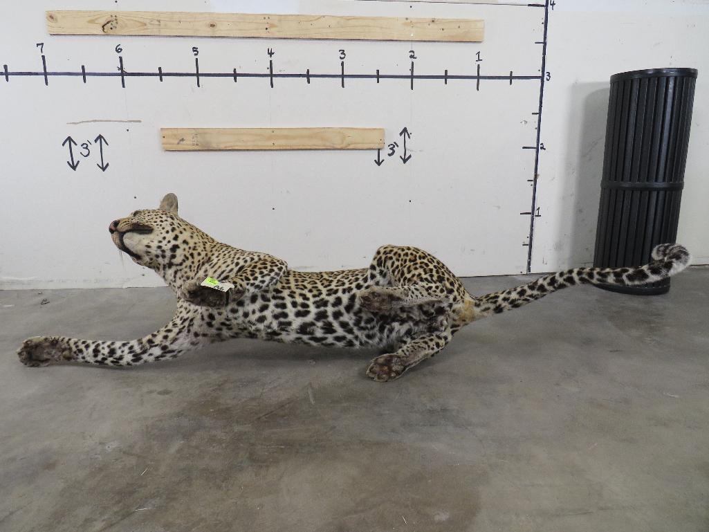 Lifesize Laying Leopard *TX RES ONLY* TAXIDERMY