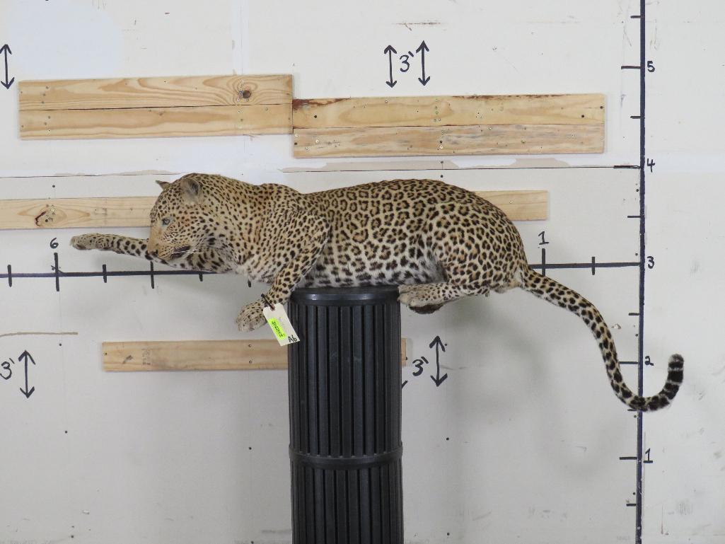 Lifesize Laying Leopard *TX RES ONLY* TAXIDERMY