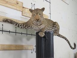 Lifesize Laying Leopard *TX RES ONLY* TAXIDERMY