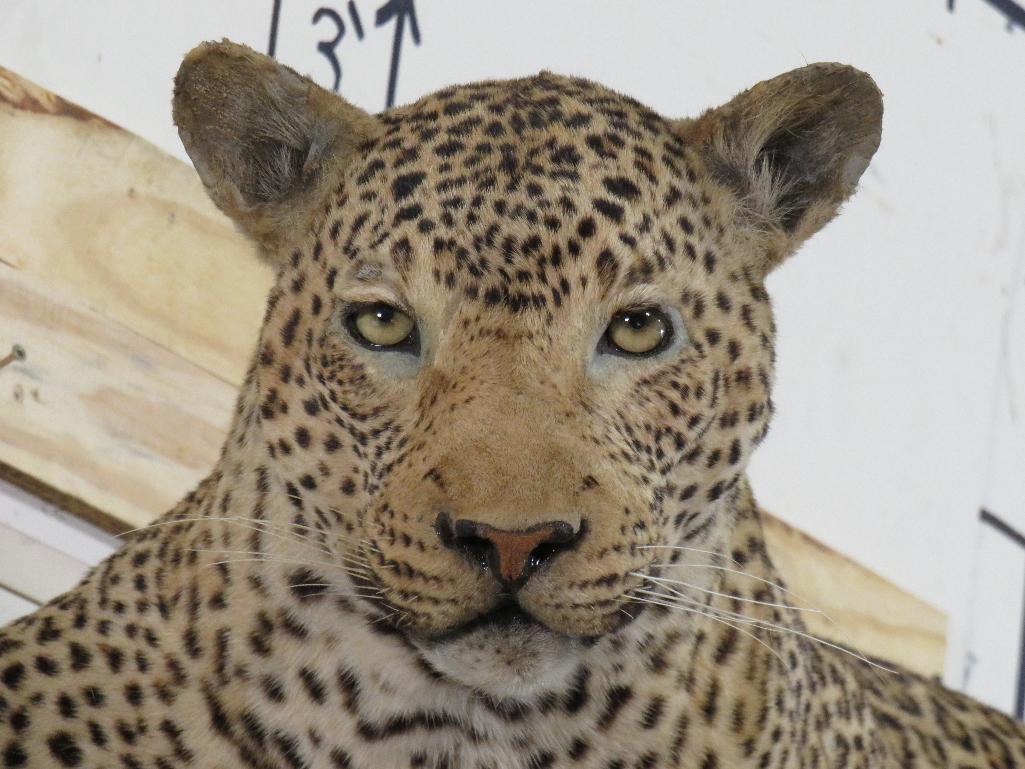 Lifesize Laying Leopard *TX RES ONLY* TAXIDERMY
