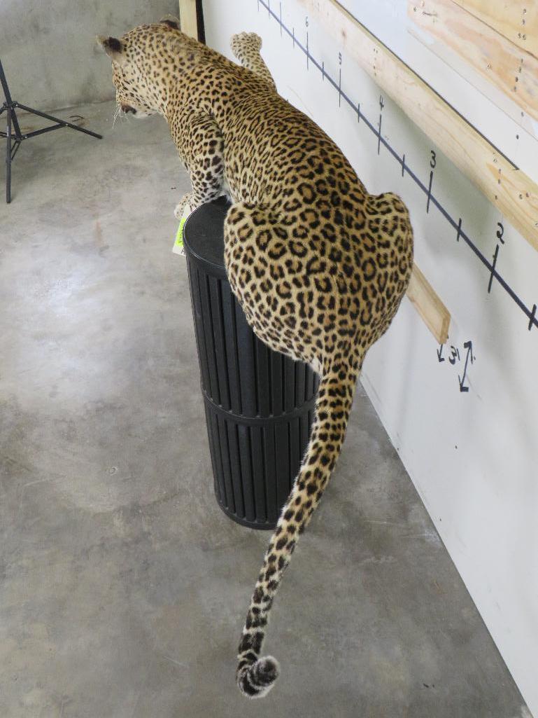 Lifesize Laying Leopard *TX RES ONLY* TAXIDERMY