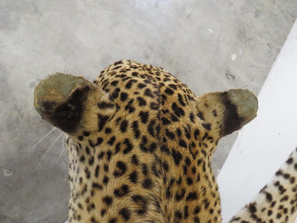 Lifesize Laying Leopard *TX RES ONLY* TAXIDERMY