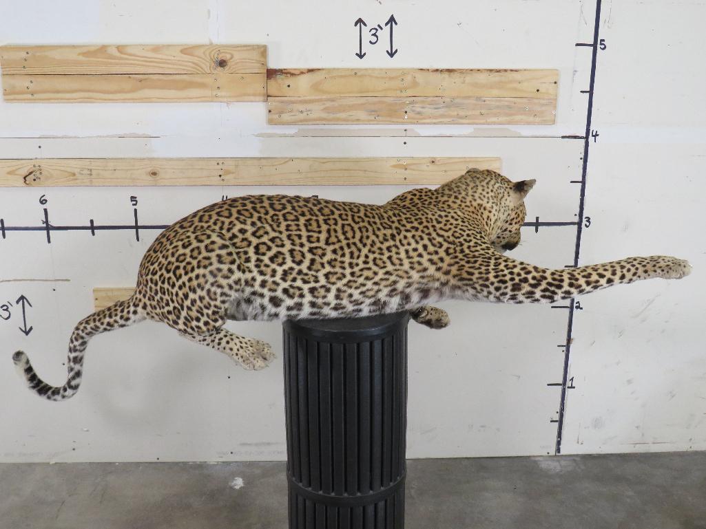 Lifesize Laying Leopard *TX RES ONLY* TAXIDERMY