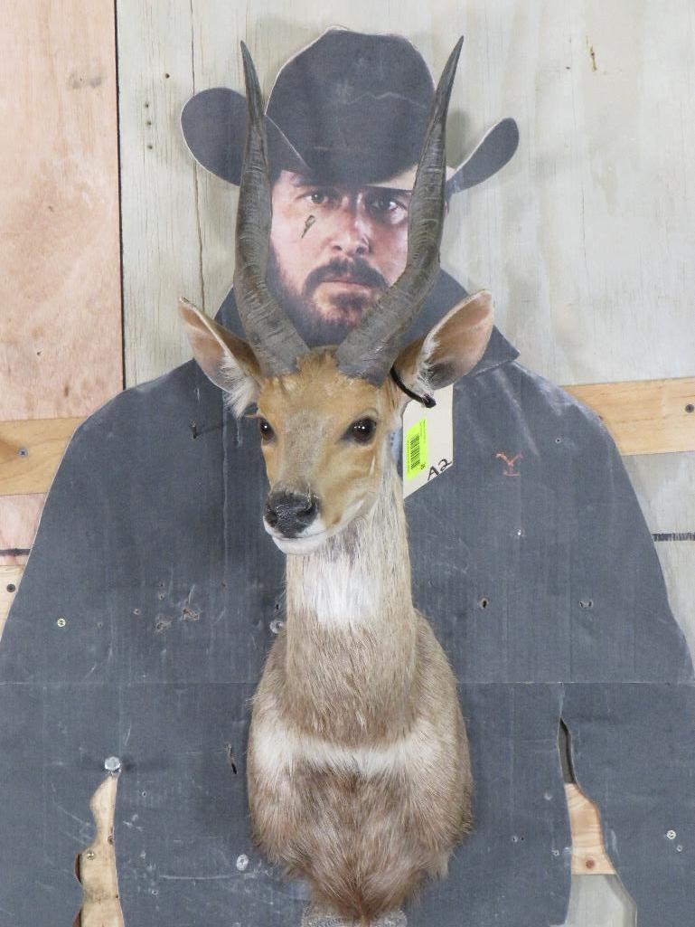 Bushbuck Sh Mt TAXIDERMY