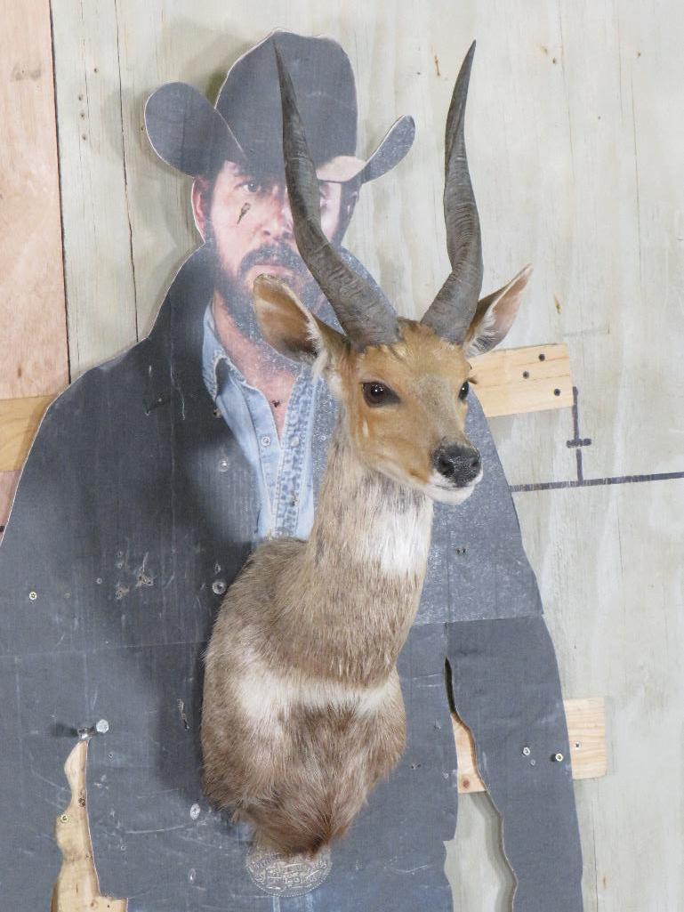 Bushbuck Sh Mt TAXIDERMY