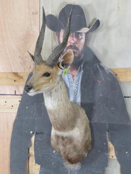 Bushbuck Sh Mt TAXIDERMY