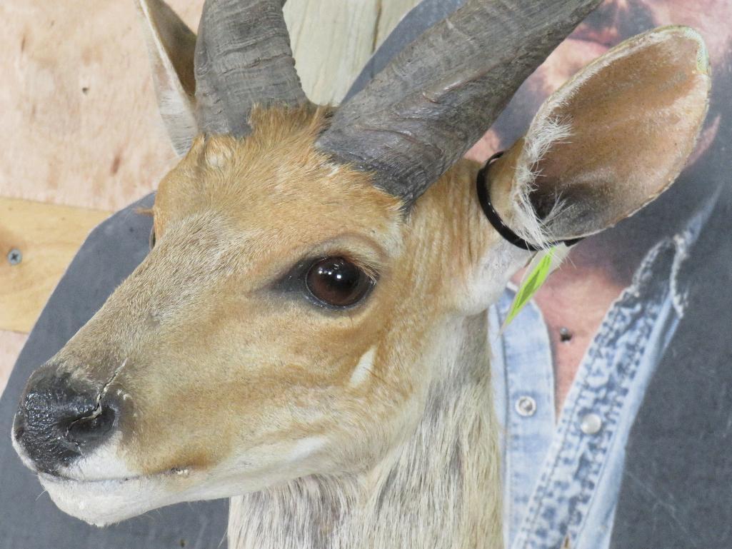 Bushbuck Sh Mt TAXIDERMY