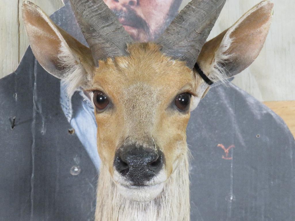 Bushbuck Sh Mt TAXIDERMY