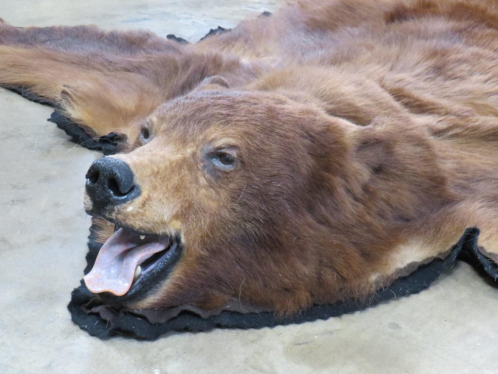 Felted Cinnamon Phase Black Bear Rug w/Mounted Head, all claws TAXIDERMY