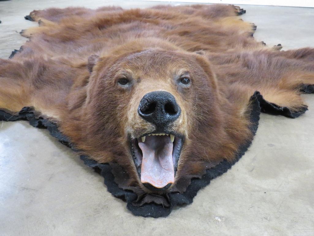 Felted Cinnamon Phase Black Bear Rug w/Mounted Head, all claws TAXIDERMY