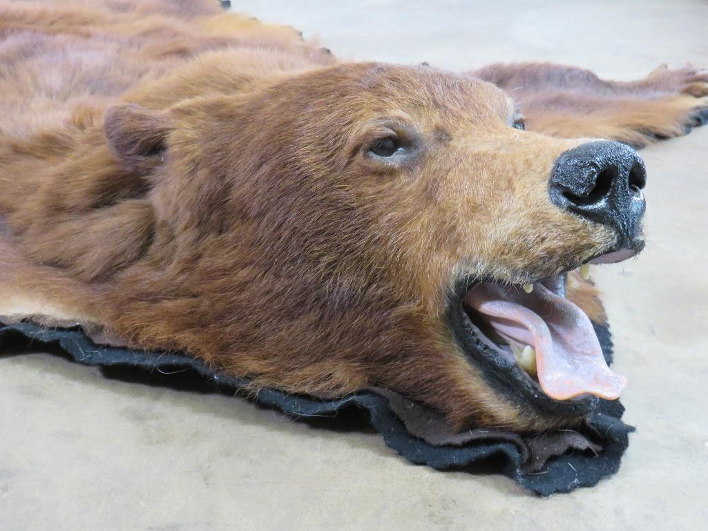 Felted Cinnamon Phase Black Bear Rug w/Mounted Head, all claws TAXIDERMY